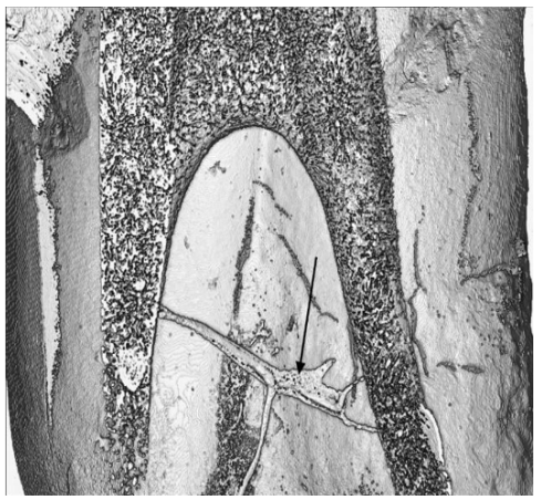 Biomedical Science & Research Biomedical Science & Research