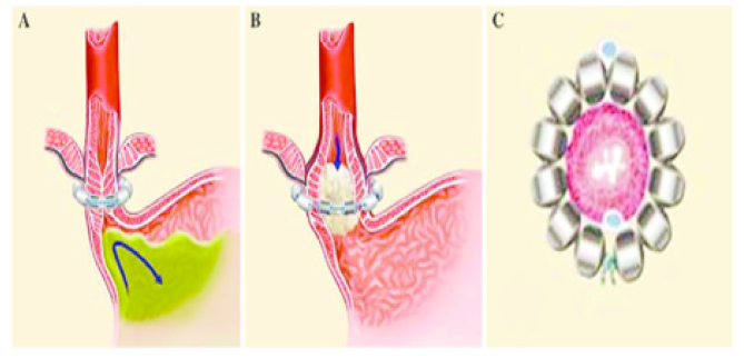 Biomedical Science &, Research Biomedical Science &, Research