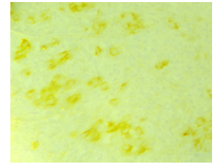 Biomedical Science &, Research Biomedical Science &, Research