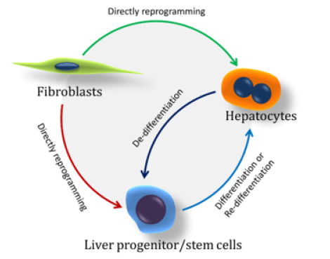 Biomedical Science &, Research Biomedical Science &, Research