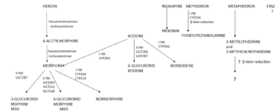 Biomedical Science &, Research Biomedical Science &, Research