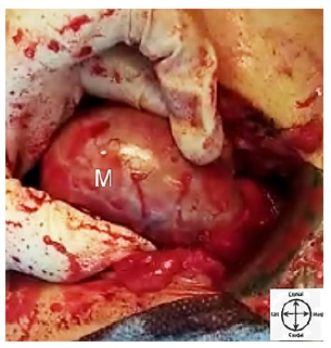 Biomedical Science &, Research Biomedical Science &, Research