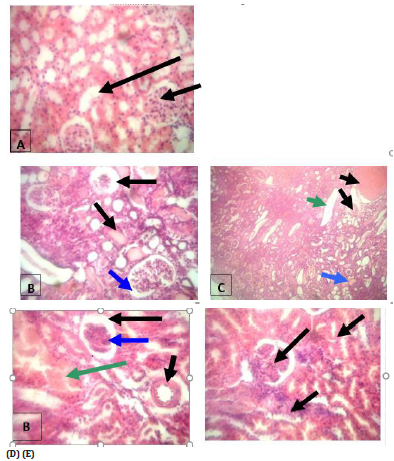 Biomedical Science &, Research Biomedical Science &, Research