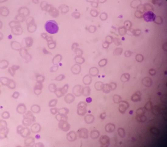 Biomedical Science &, Research Biomedical Science &, Research