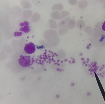 Biomedical Science &, Research Biomedical Science &, Research