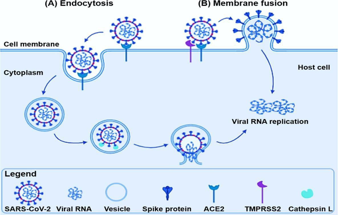 Biomedical Science &, Research Biomedical Science &, Research