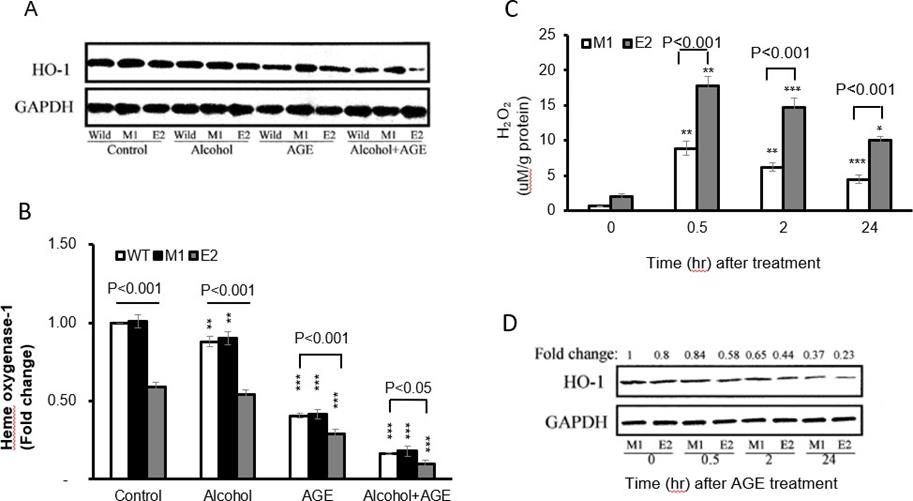 Biomedical Science &, Research Biomedical Science &, Research