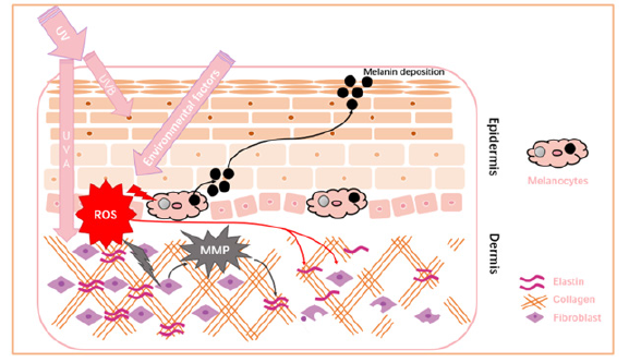 Biomedical Science &, Research Biomedical Science &, Research