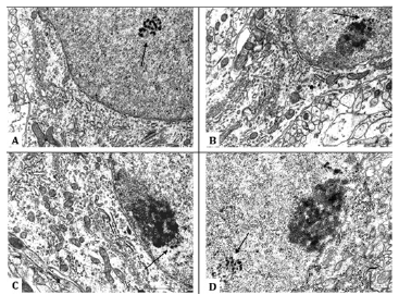 Biomedical Science &, Research Biomedical Science &, Research