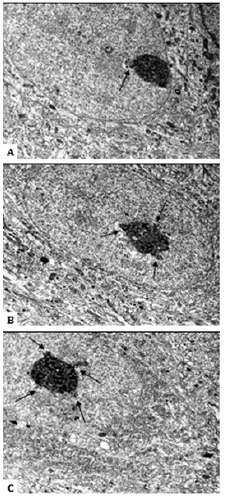 Biomedical Science &, Research Biomedical Science &, Research