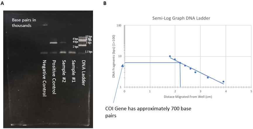 Biomedical Science &, Research Biomedical Science &, Research