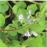 Biomedical Science & Research Biomedical Science & Research