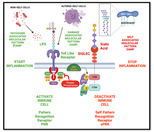 Biomedical Science &, Research Biomedical Science &, Research