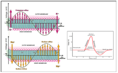 Biomedical Science &, Research Biomedical Science &, Research