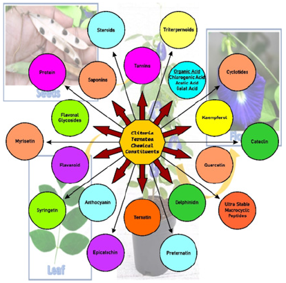 Biomedical Science &, Research Biomedical Science &, Research