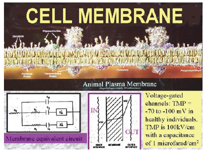 Biomedical Science &, Research Biomedical Science &, Research