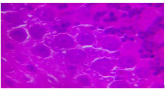Biomedical Science &, Research Biomedical Science &, Research