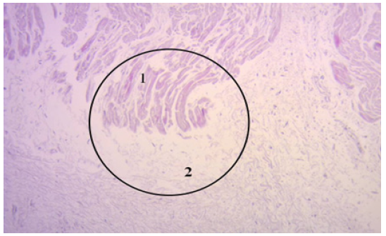 Biomedical Science &, Research Biomedical Science &, Research
