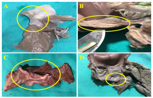 Biomedical Science &, Research Biomedical Science &, Research