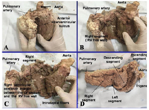 Biomedical Science &, Research Biomedical Science &, Research