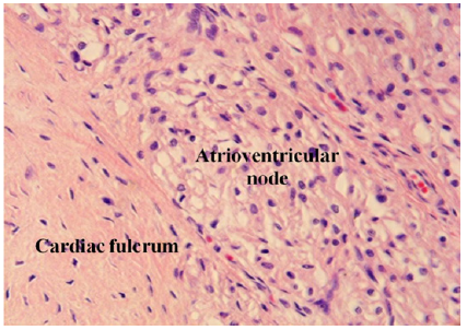 Biomedical Science &, Research Biomedical Science &, Research