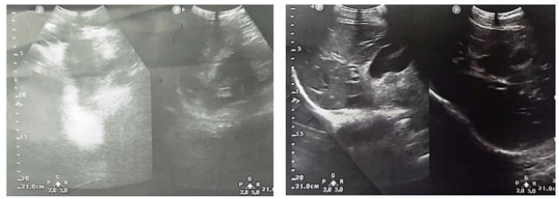 Biomedical Science &, Research Biomedical Science &, Research