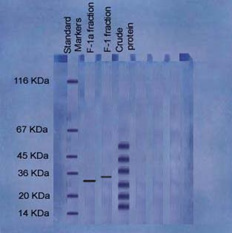 Biomedical Science &, Research Biomedical Science &, Research