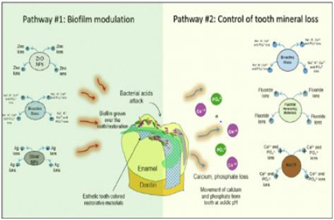 Biomedical Science &, Research Biomedical Science &, Research