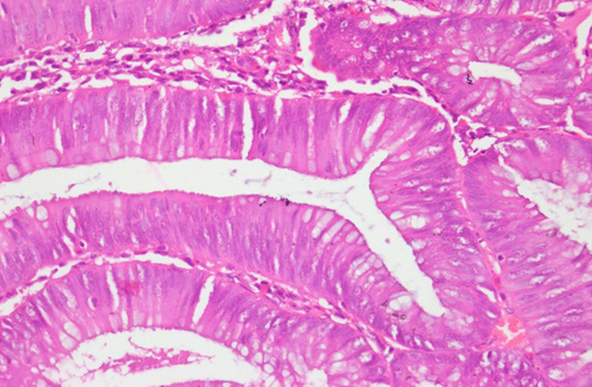 Biomedical Science &, Research Biomedical Science &, Research