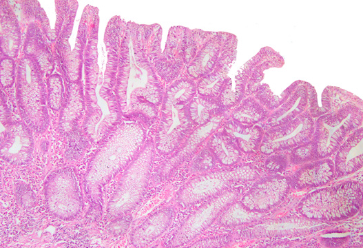 Biomedical Science &, Research Biomedical Science &, Research