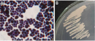 Biomedical Science & Research Biomedical Science & Research