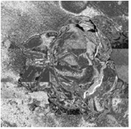 Biomedical Science & Research Biomedical Science & Research