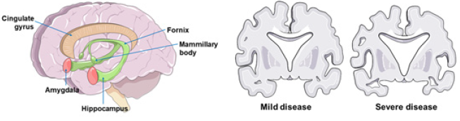 Biomedical Science & Research Biomedical Science & Research