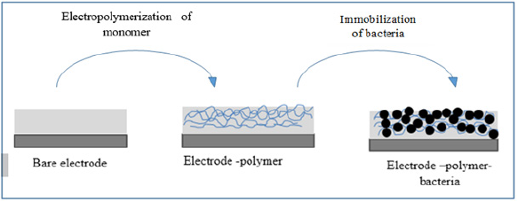 Biomedical Science & Research Biomedical Science & Research