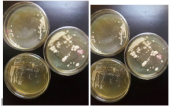 Biomedical Science & Research Biomedical Science & Research