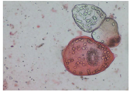 Biomedical Science & Research Biomedical Science & Research