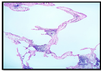 Biomedical Science & Research Biomedical Science & Research