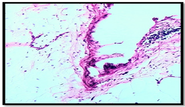 Biomedical Science & Research Biomedical Science & Research