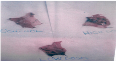 Biomedical Science &, Research Biomedical Science &, Research