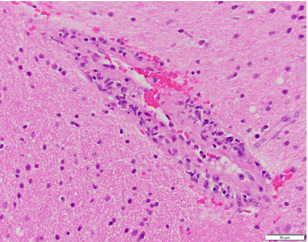 Biomedical Science &, Research Biomedical Science &, Research