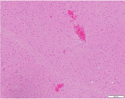 Biomedical Science &, Research Biomedical Science &, Research