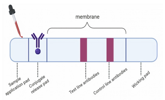 Biomedical Science &, Research Biomedical Science &, Research
