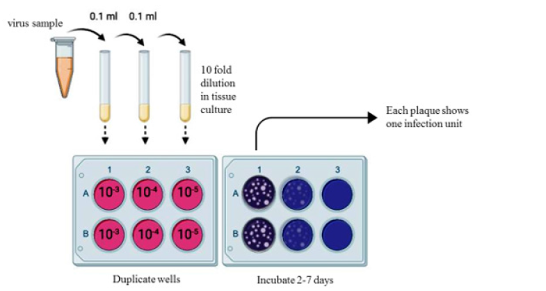 Biomedical Science &, Research Biomedical Science &, Research